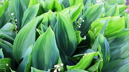 emerald green lily of the valley foliage background as a textural summer backdrop, wide succulent topical plant leaves in graphic eco resource
