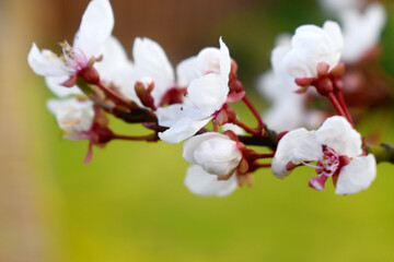 Close-up of White Cherry Blossom flowers in bloom on twig tree against light green blurred background. Flowering berry tree on spring season in  England.