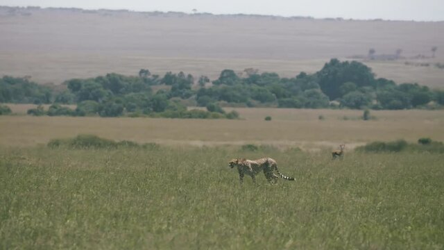 Cheetah prowls across the savanna. 