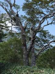 Obraz premium 自然公園の大木