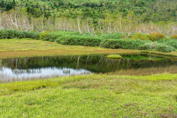湿原の小さな池と色づき始めた森の木々