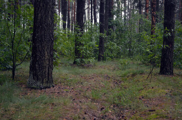 Forest in Eastern Europe. Chernigow Region.