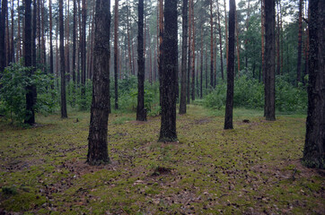 Forest in Eastern Europe. Chernigow Region.