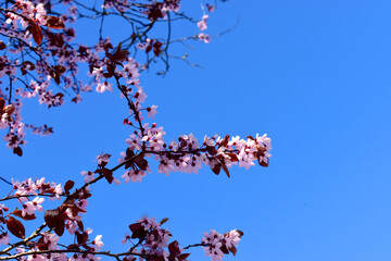 Pink Cherry blossom blooming on tree twig against blue sky background.  Natural spring flowers background.