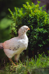Huhn im Grünen 