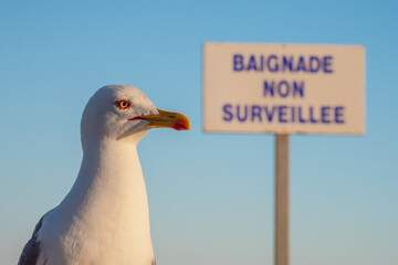 Seagull stands guard on the beach of south France beside sign that says the beach swimming is not supervised