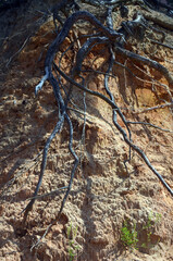  Forest in Eastern Europe. Chernigow Region.