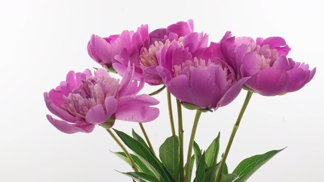 Beautiful pink Peony bouquet background. Blooming peony flowers open, time lapse, close-up. Wedding backdrop, macro, easter, spring, Love, birthday, valentine's day, holidays concept, timelapse.