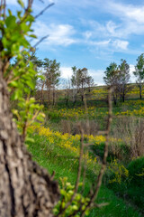 Obraz premium Green slopes in spring near Vasylkiv, Ukraine