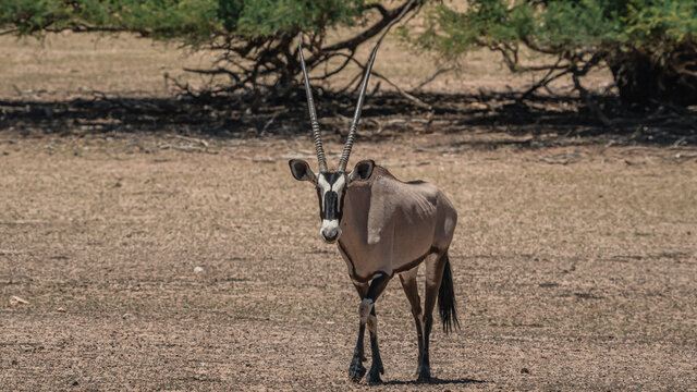 GEMSBOK
