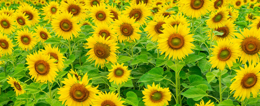 Panorama image of Sunflower field nature scene background.