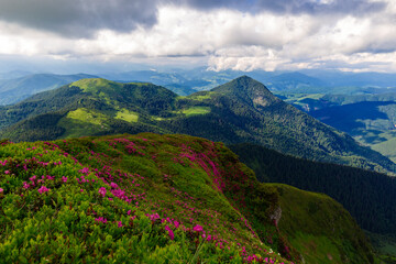 Unique landscape of the Carpathians, Marmaros Massif, Mount Pip Ivan Marmarosky, Ukraine. A unique landscape of the Carpathians with a mass flowering of Rhododendron myrtifolium in beautiful sunlight.