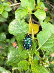 beetle on a leaf