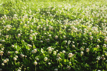 Obraz na płótnie Canvas White clover flowers in summer meadow, lawn. Trifolium repens, Dutch clover.