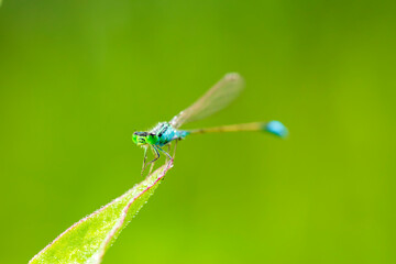 A damselfly on a blade of grass
