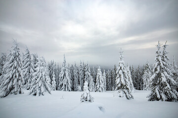 Moody winter landscape with tall spruce forest cowered with white snow in frozen mountains.