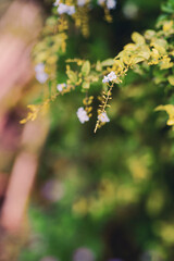 Colorful flower on tree branch.