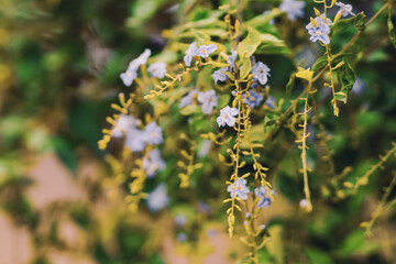 Colorful flower on tree branch.