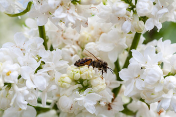Beautiful flower on spring and flying bumblebee in nature macro on soft blurry light background. Concept spring summer, elegant gentle artistic image, copy space