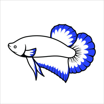 blue rim betta fish illustration. siamese betta fish