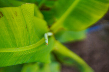 Banana Agriculture field in india.