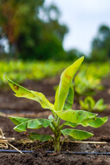 Banana Agriculture field in india.