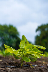 Banana Agriculture field in india.