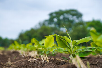 Banana Agriculture field in india.