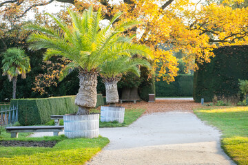 Obraz premium Green and yellow trees in early autumn park.