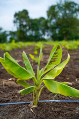 Banana Agriculture field in india.