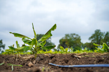Banana Agriculture field in india.