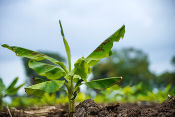 Banana Agriculture field in india.