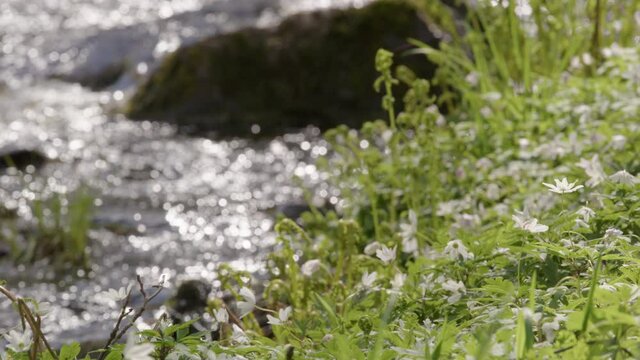 NATURE - Wood anemone flowers next to a stream, Sweden, slow motion focus pull