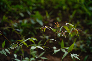 Fototapeta na wymiar Medicinal neem leaf at agriculture field.