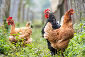 Chicken feeding on traditional rural barnyard. Hens on barn yard in eco farm. Free range poultry farming concept.