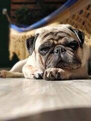 english bulldog puppy