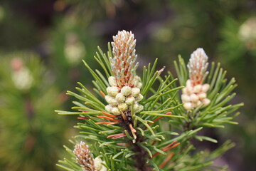 Wanderung am Wendelstein: Durch die Latchenkiefern