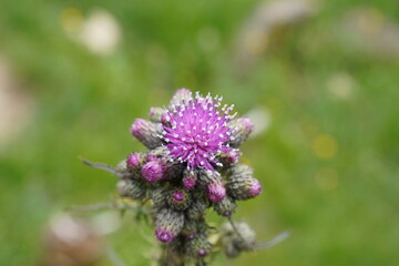 Wanderung am Wendelstein: Spannende Flora