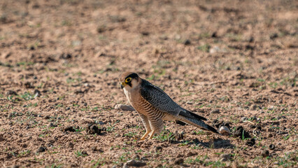 LANNER FALCON