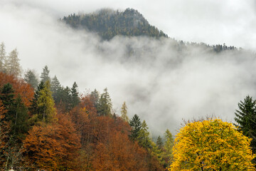 Foggy autumn forest with yellow trees covering mountain hill side.