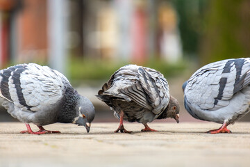 Closeup of gray pigeons birds walking on a city street searching food.