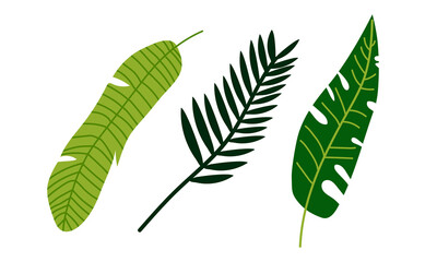 Tropical Leaf on Stem as Exotic Flora and Foliage Vector Set