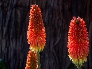 Red Hot Pokers