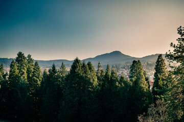 Beautiful Oregon Forest