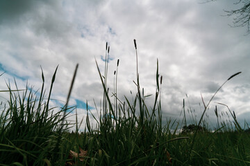 grass and clouds