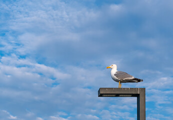 seagull on street lamp, cloudy sky 
