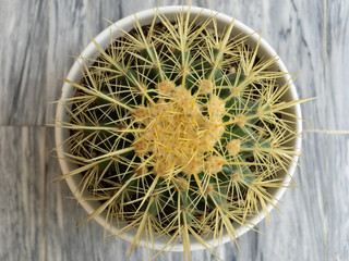 Beautiful Echinocactus grusonii golden barrel cactus in white ceramic pot