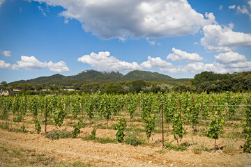 Fototapeta na wymiar paysage de pieds de vignes avec les montagnes des Cévennes 