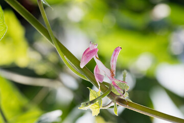 Orchid Mantis Camouflage. The praying mantis were fighting on the Ivy vines found in evergreen forests.