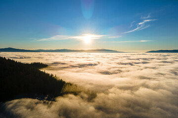 Dark green pine trees in moody spruce forest with sunrise light rays shining through branches in foggy fall mountains.
